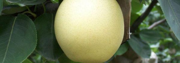 秋月梨和丰水梨的区别