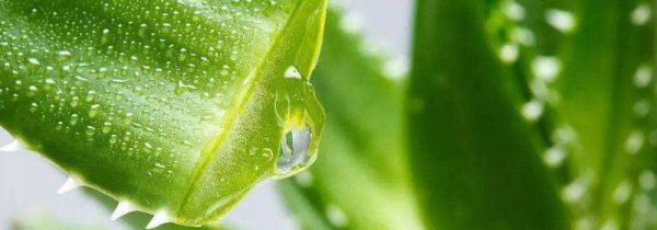 新鲜芦荟可以吃吗