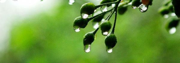 梅雨季节是春夏秋冬哪个季节