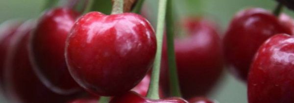 大连特产有哪些好吃的能带走的