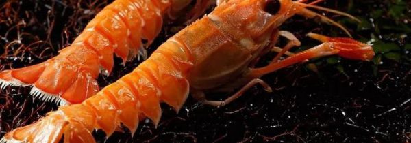 鳌虾和龙虾的区别