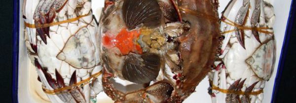 腌好的咸蟹子怎么储藏