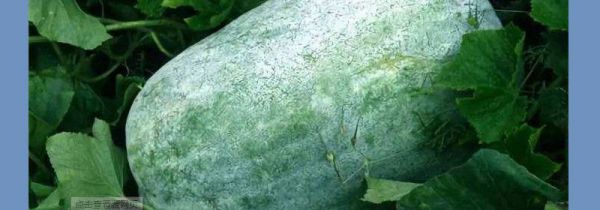 冬瓜为什么叫冬瓜