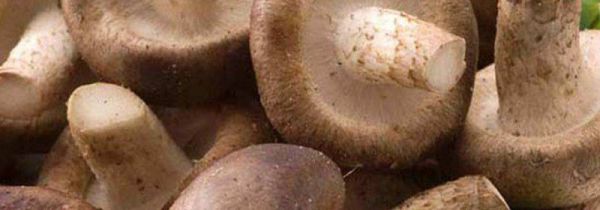 香菇隔夜有毒吗