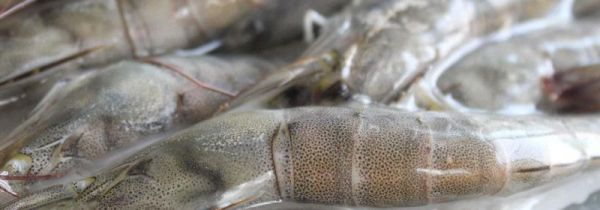 白虾和青虾的营养区别