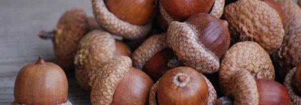 橡果和榛子的区别