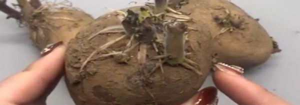 发芽的土豆能吃吗