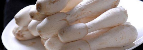 怎么知道鸡腿菇坏了