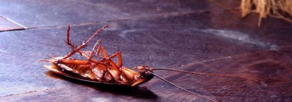 怎么杀蟑螂彻底