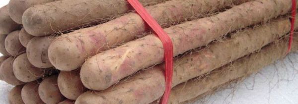 铁棍山药的特点