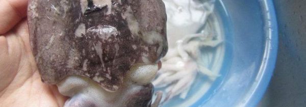 冷冻墨鱼仔怎么处理