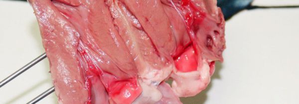 羊下货怎么清洗与处理