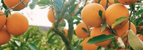 橙子怎么保存不会烂