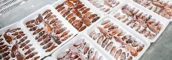 活大龙虾怎么保存长时间不死