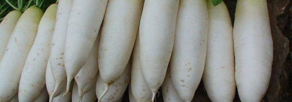 萝卜发苦还可以吃吗