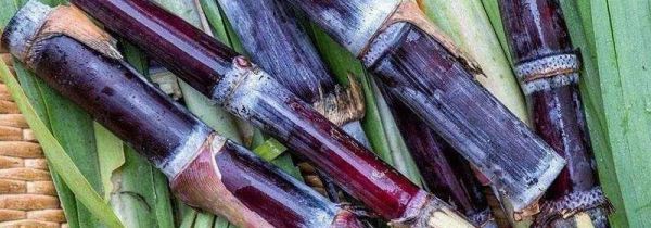 甘蔗中间发黑还能吃吗