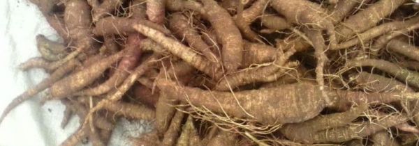 沙参不能和什么一起吃