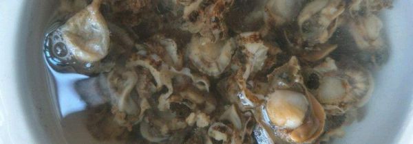 扇贝干怎么泡发