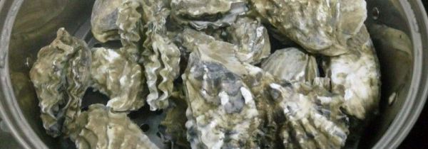 带壳海蛎子蒸还是煮