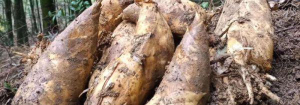 怎样挖冬笋一挖一准