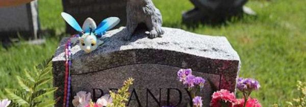 死去的宠物属于什么垃圾