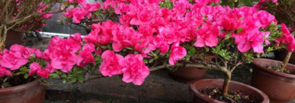 丹东有什么特产