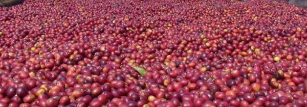 世界三大咖啡产地