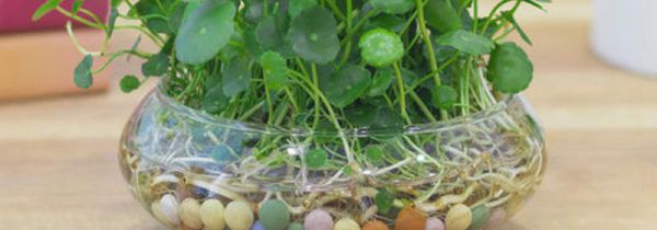 怎么让室内保持湿润