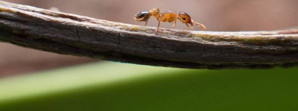 消除小黄家蚁小妙招