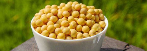 黄豆放了三年还能吃吗