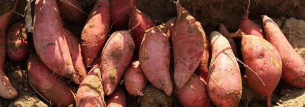 血管地瓜是转基因吗