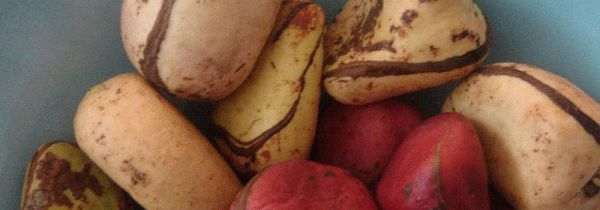 可乐果是什么东西