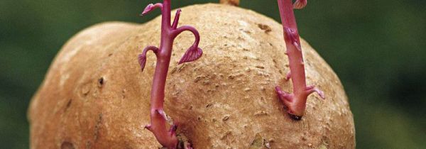 红薯发芽了怎么种土里