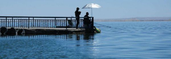 台钓是什么意思