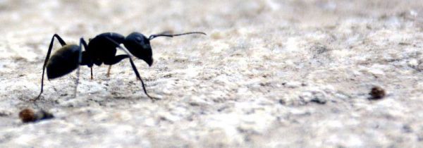 窗台蚂蚁较多怎么处理