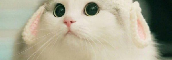 坐火车带猫咪需要准备什么