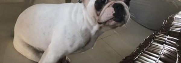 坐火车带宠物需要办什么流程