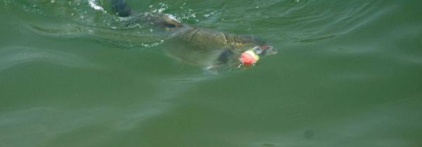 秋季钓鲢鳙怎么找鱼层