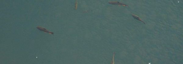 秋季钓鲫鱼用什么味型的饵料