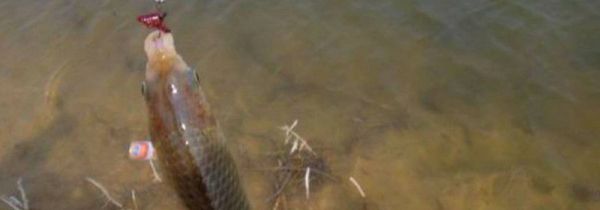 秋季钓鲫鱼用什么饵料