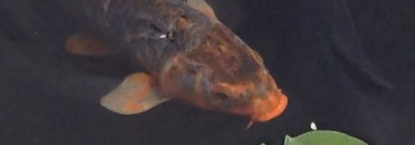 秋季钓鲤鱼的方法