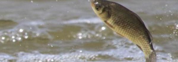 秋季钓鱼用什么饵料