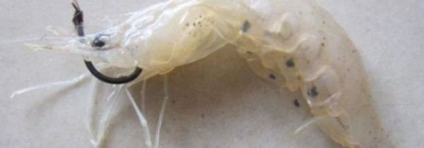 钓鲈鱼怎么挂小虾