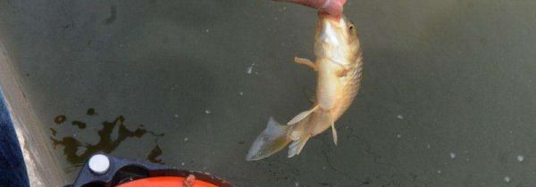 钓鲤鱼用几号钩