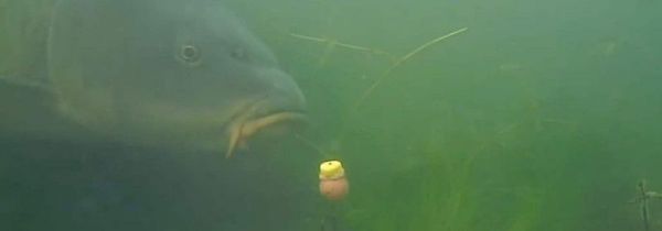 钓鲤鱼调漂的正确方法