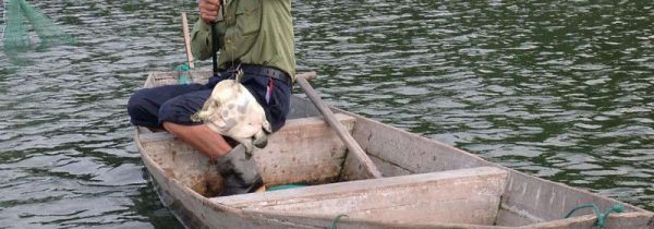 钓甲鱼用什么饵