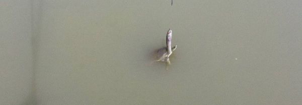 钓甲鱼怎么穿猪肝图