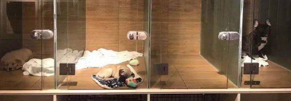 过年回家宠物怎么办