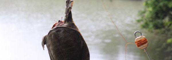 怎么钓甲鱼的方法