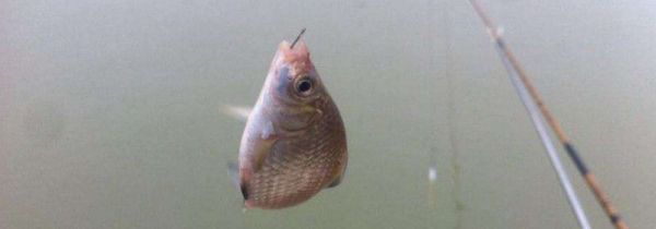 钓白条怎么调漂